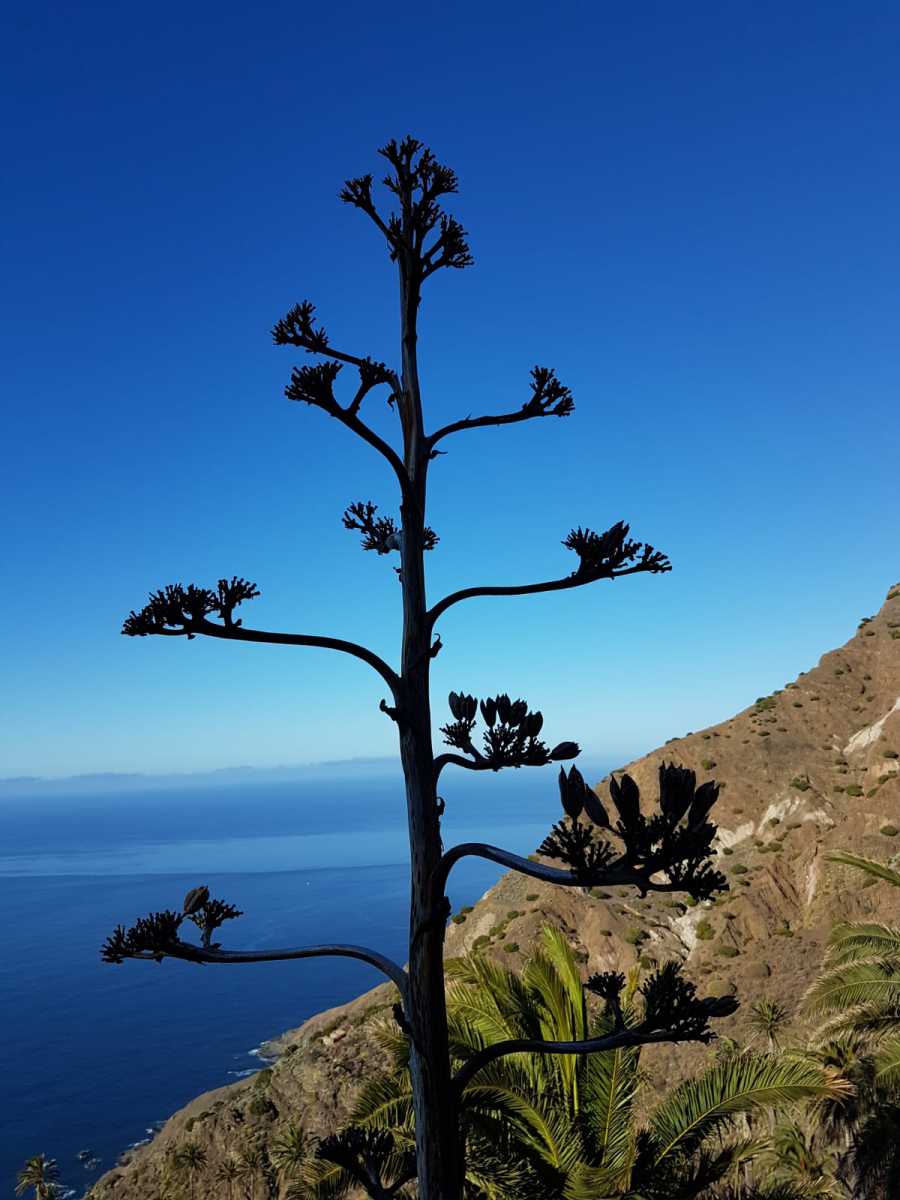 La-Gomera-13